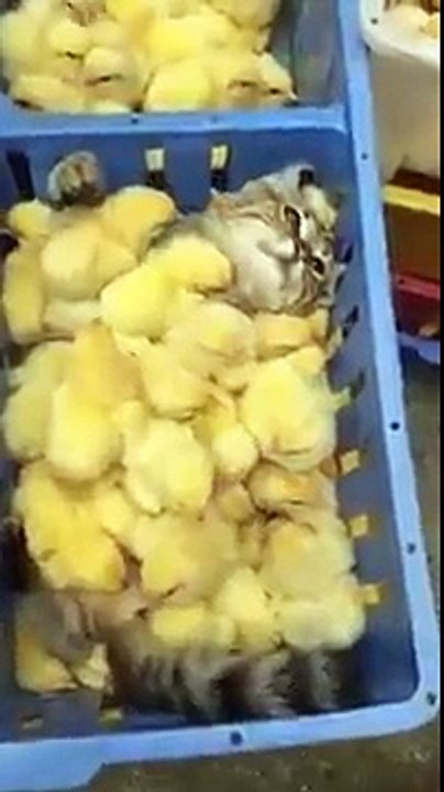 cat havingn a chick bath