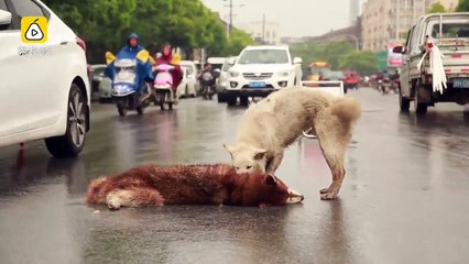 Cão tenta acordar amigo que morreu atropelado