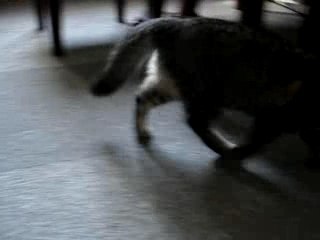 plume le chat chien