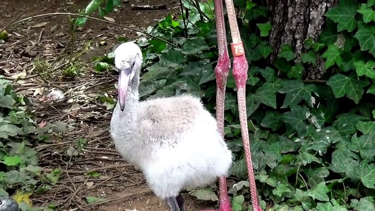 ANIMAL SOUNDS SONG (67 Real Animals)