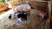AWESOME MOTHER PIGS & THEIR PIGLETS - A Must See