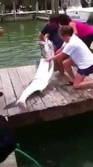 Dev Balık, Adamın Kolunu Böyle Kaptı..!