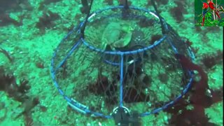 Spider Crab_ How to Catch and Cook spider crab-Su4ys7d5tIA