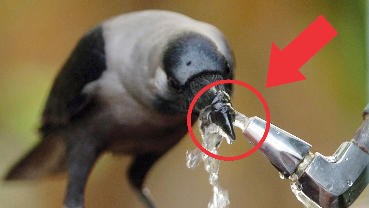 TOP 5 ANIMAIS MAIS INTELIGENTES DO MUNDO - MOST INTELLIGENT ANIMALS IN THE WORLD