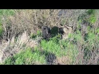 Young Black Bear Spotted by Drone in Iowa