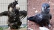 Injured Bird Given Feather Implants