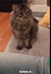 cat and humans team work