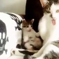kitten learns how to clean himself by mimicking its mother