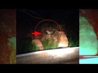 Leopard spotted near Tirupati Balaji Temple, Watch horrifying video | Oneindia News