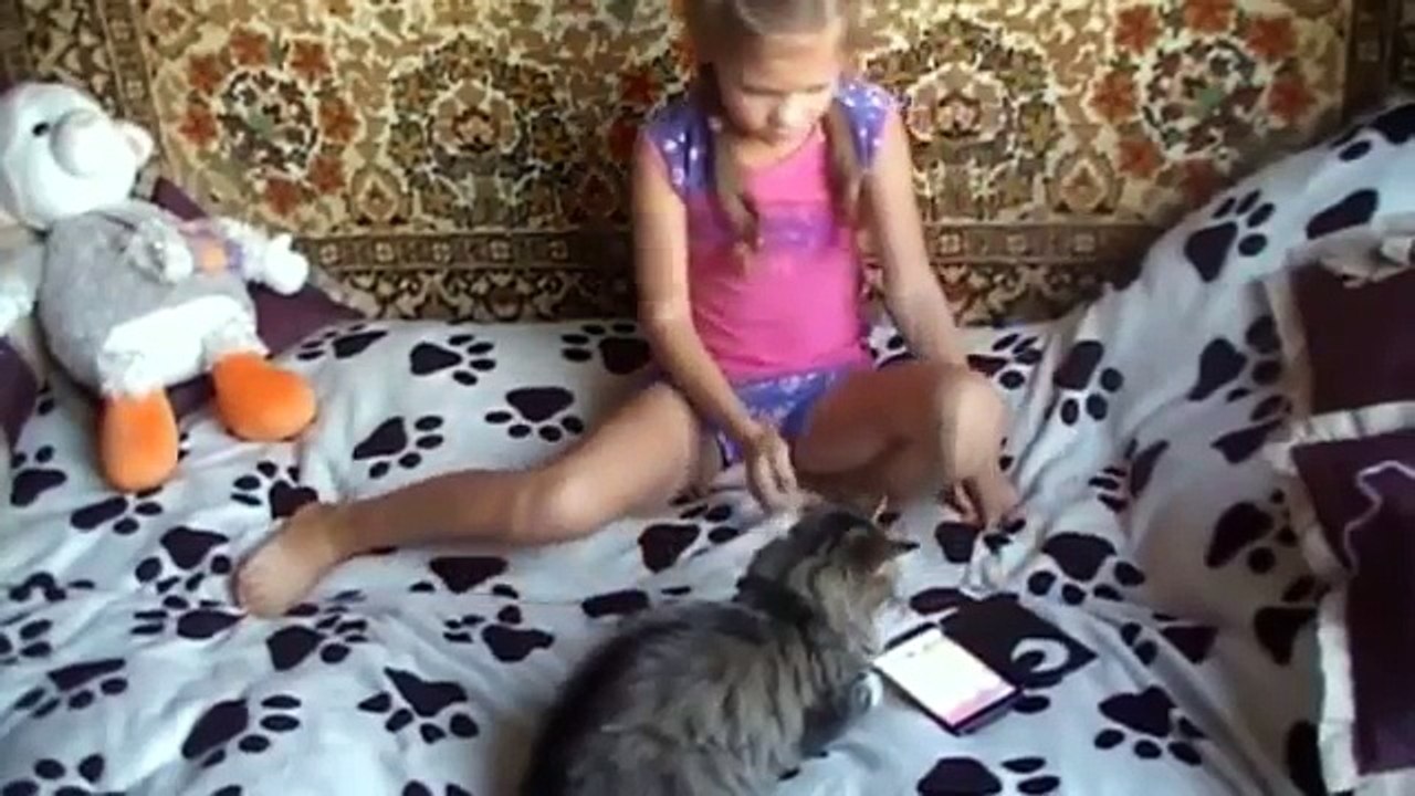 Laugh with cats 2017