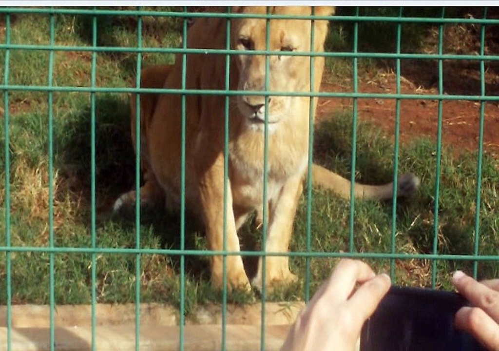 03 LEOA DO ZOOLOGICO