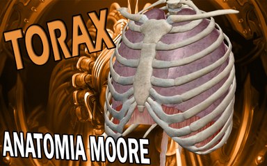 Torax: Costillas Anatomia 3D Moore Explicacin Nueva 2017