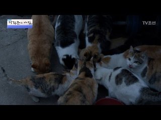 길고양이 12마리 키우는 할아버지 [광화문의 아침] 405회 20170119