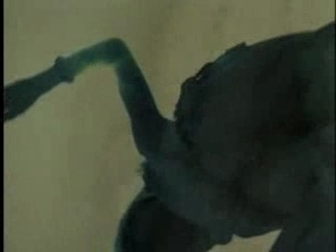 Miyavi - PV - Coo Quack Cluck(Movie Version)