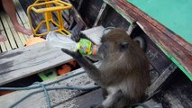 Drunk Thai Monkey
