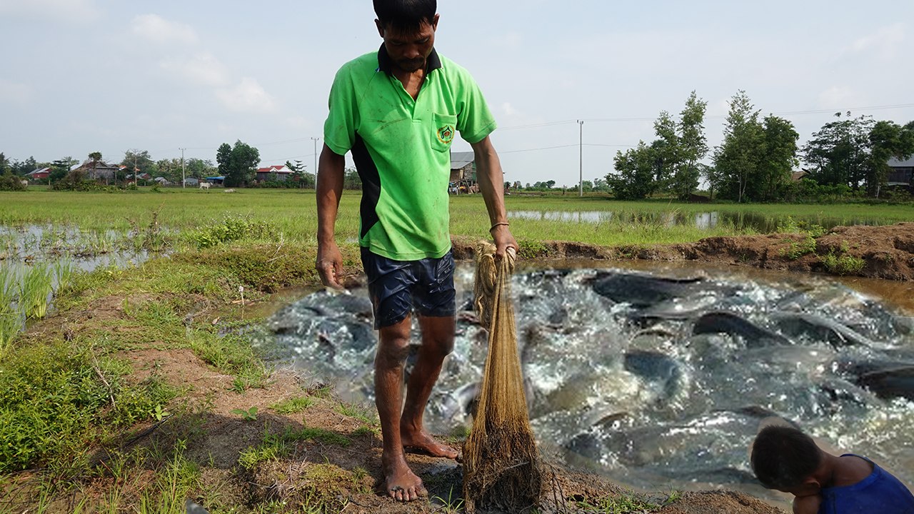 Cast Net Fishing and Frog in my Village - Cambodian Traditional Fishing