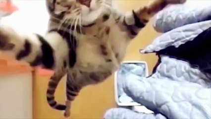 FUNNY CATS  BEST Funny Cats Compilation [Epic Laughs]