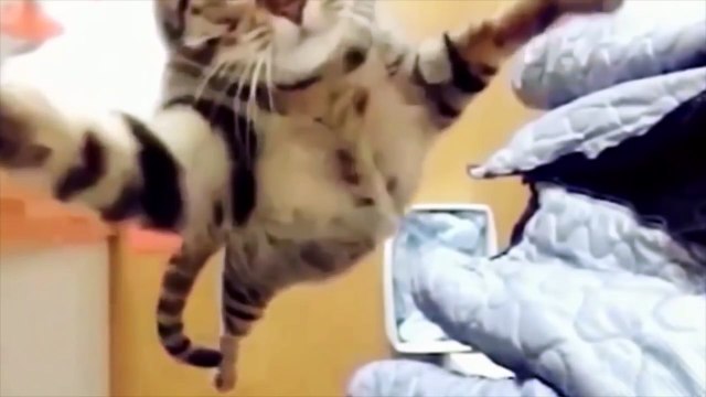 FUNNY CATS BEST Funny Cats Compilation [Epic Laughs]
