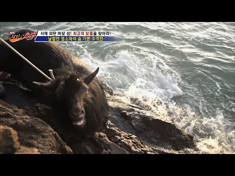 멧돼지 같이 사나운 대장염소를 잡다! [뉴 코리아 헌터] 33회 20170116