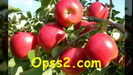 해운대건마 오피쓰 OPSS2.COM 해운대오피