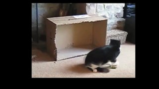 Funny Videos 2017 - Funny Cats Video - Funny Cat Videos Ever - Funny Animals Funny Fails 2