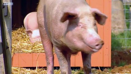 Big Barn Farm - S1E16. Hide-and-Seek