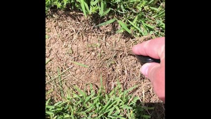 My dog found baby rabbits