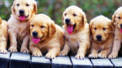 Top 10 Cutest Puppy Breeds