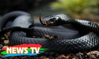 Top 15 loài rắn độc nhất thế giới