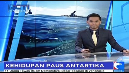Ungkap Kehidupan Ikan Paus Antartika