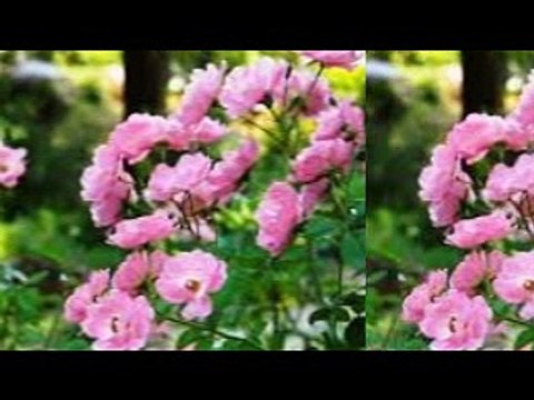 バラ通り(バラの花咲く道) 【バラの樹通り】 La Rue Des Rosiers (ピア・コロンボ Pia Colombo) シャンソン / 訳詞初稿 Sima