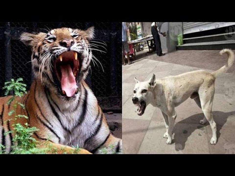 Dog fights with tiger, sacrifices its life to save master in UP | Oneindia News