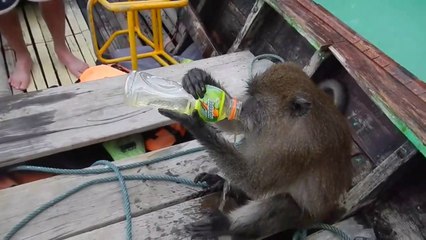 Ce singe bizarre kiffe boire de l'aclool puis plonger à l'eau... WTF