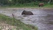 Un éléphant voit un homme se noyer et vient le sauver... Incroyable