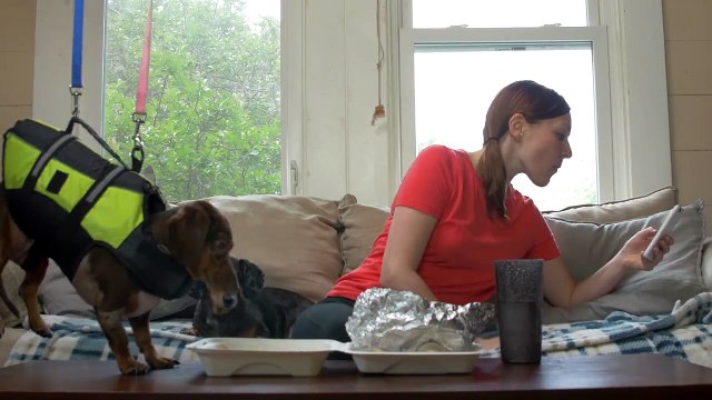 Quand nos chiens font des bêtises...