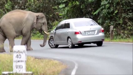 Otomobile saldıran fil bakın ne yaptı
