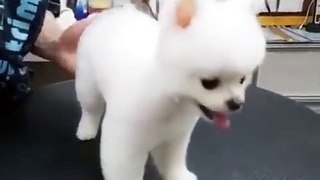 Cute Puppy Haircut