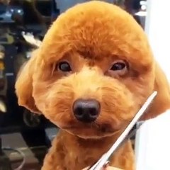 Cutest dog ever getting a haircut !!!