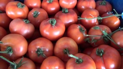 Domates Fiyatları Dolar ve Euroyu Solladı