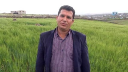 Son Yağışlar Şanlıurfalı Çiftçiyi Sevindirdi