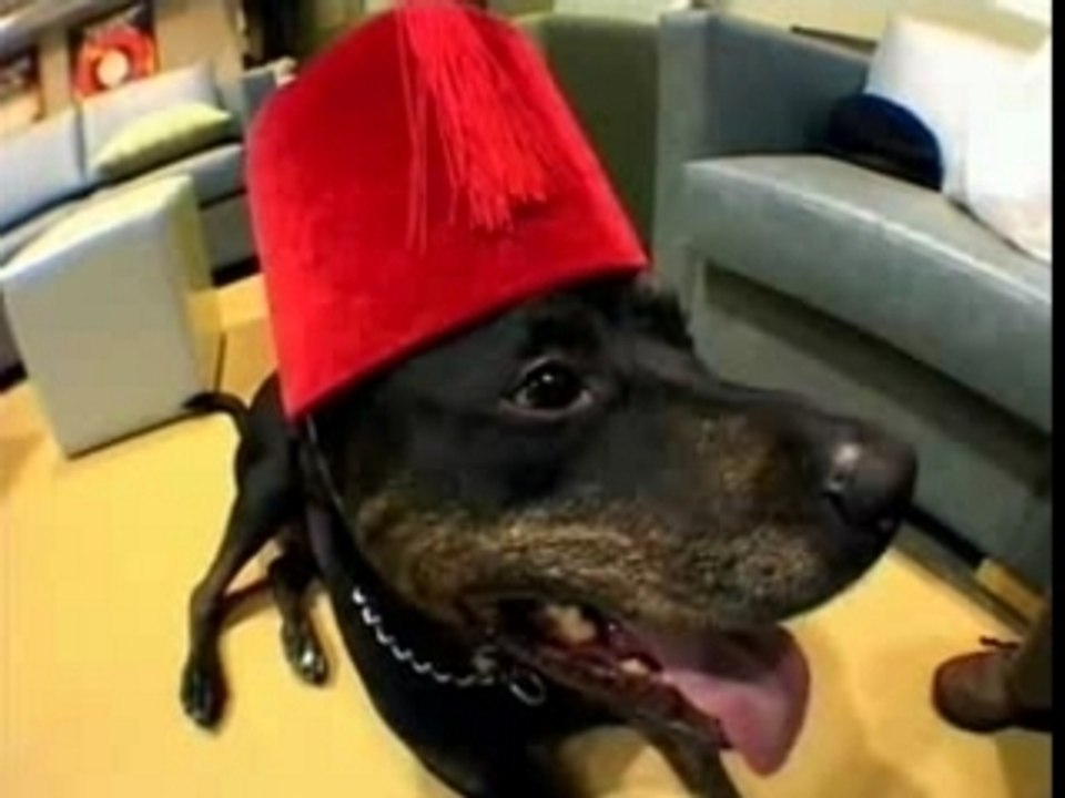 Animaux en gros plan filmé avec un chapeau sur la tête 2