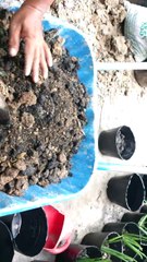 Hướng dẫn Làm Đất trồng nha đam l bán nha đam giống bự 0935117641 zalo