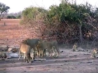 Bir buffalo 20 aslana karşı ne yapabilir    HAYVANLAR ALEMİ   Haber 7 TV