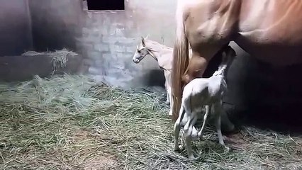 Une jument donne naissance à un poulain, mais attendez le miracle ne s’arrête pas là …