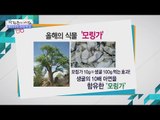 모링가의 놀라운 효능! 탈모부터 정력까지! [광화문의 아침] 382회 20161219