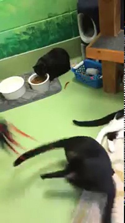 Cats