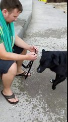 Hilarious Dog Throws Tantrum at Beach