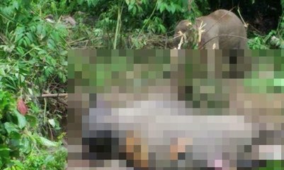 Pembunuhan Induk Gajah Terjadi di Aceh