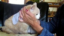 Giving my 18 year old cat Garfield elderly care, so he doesnt become a Smelly Cat