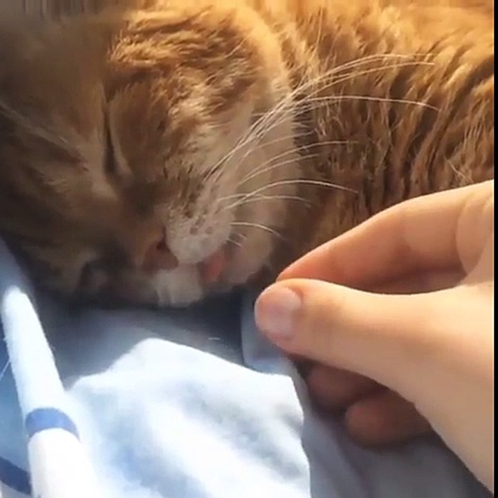Il tire la langue de son chat pendant son sommeil pour voir sa réaction